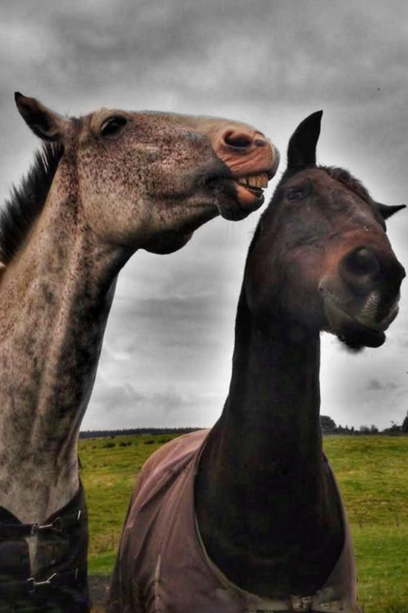 Horses playing